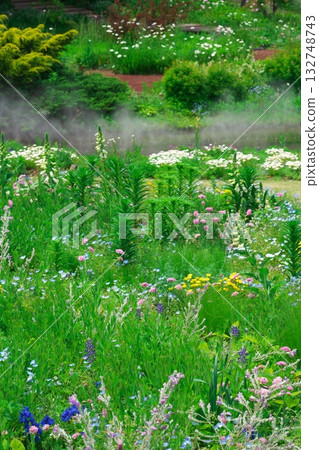 名古屋港野花花園的春季藍帽花盛開 名古屋港野花花園的春季藍帽花盛開 132748743