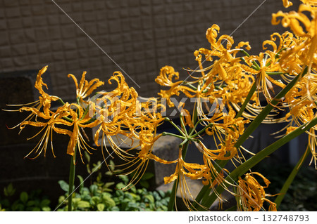 Orange licorice 132748793