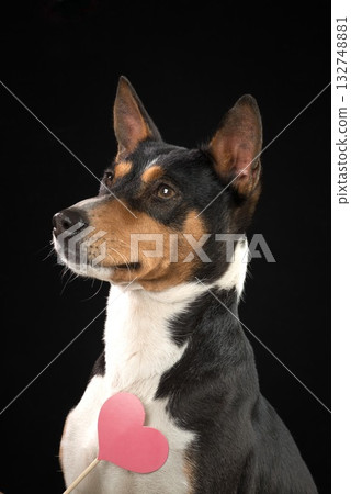 concept of Valentines Day. Funny portrait of a cute basenji dog with red heart on nose, highlighted on dark background. 132748881