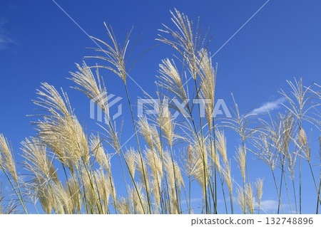 The ear of a perspex swaying in the autumn wind The ear of a perspex swaying in the autumn wind 132748896
