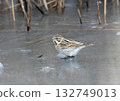 common reed bunting (Emberiza schoeniclus) 132749013