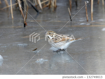 common reed bunting (Emberiza schoeniclus) common reed bunting (Emberiza schoeniclus) 132749013