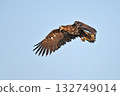 white-tailed eagle (Haliaeetus albicilla) 132749014