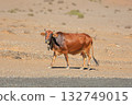 Cow 132749015