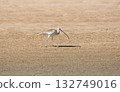 common curlew (Numenius arquata) 132749016