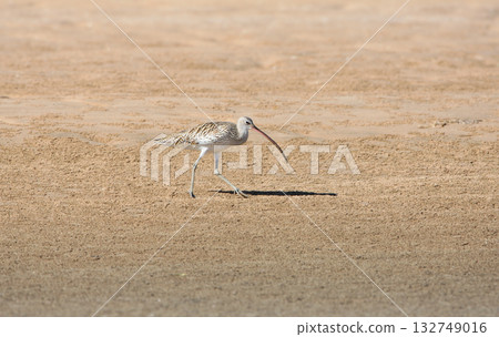 common curlew (Numenius arquata) common curlew (Numenius arquata) 132749016