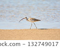 common curlew (Numenius arquata) 132749017