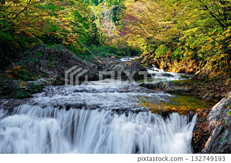 The salmon return to the Kawauchi River The salmon return to the Kawauchi River 132749193