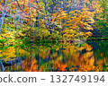 Beautiful dyed birch forest 132749194