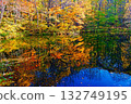Beautiful dyed birch forest 132749195