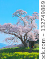 Lone Cherry Tree - Ozawa's Cherry Blossoms in Full Bloom (2010) Lone Cherry Tree - Ozawa's Cherry Blossoms in Full Bloom (2010) 132749869