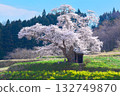 Lone Cherry Tree - Ozawa's Cherry Blossoms in Full Bloom (2010) Lone Cherry Tree - Ozawa's Cherry Blossoms in Full Bloom (2010) 132749870