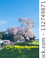 Lone Cherry Tree - Ozawa's Cherry Blossoms in Full Bloom (2010) Lone Cherry Tree - Ozawa's Cherry Blossoms in Full Bloom (2010) 132749871