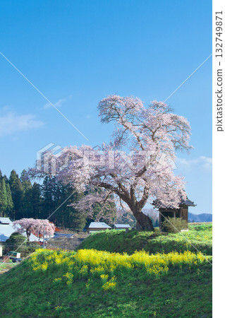 一朵櫻花-小澤徵爾的櫻花盛開(2010) 一朵櫻花-小澤徵爾的櫻花盛開(2010) 132749871