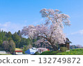 Lone Cherry Tree - Ozawa's Cherry Blossoms in Full Bloom (2010) Lone Cherry Tree - Ozawa's Cherry Blossoms in Full Bloom (2010) 132749872