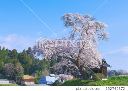 一朵櫻花－小澤徵爾的櫻花盛開（2010） 132749872