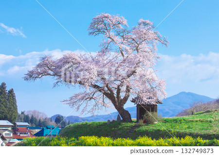 一朵櫻花-小澤徵爾的櫻花盛開(2010) 一朵櫻花-小澤徵爾的櫻花盛開(2010) 132749873