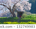 Lone Cherry Tree - Ozawa's Cherry Blossoms in Full Bloom (2010) Lone Cherry Tree - Ozawa's Cherry Blossoms in Full Bloom (2010) 132749983