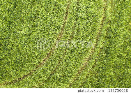 Aerial top view of green wheat field. Aerial top view of green wheat field. 132750058
