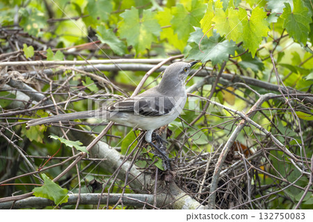 A Northern mockingbird bird perched on a tree branch A Northern mockingbird bird perched on a tree branch 132750083