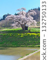 Lone Cherry Tree - Ozawa's Cherry Blossoms in Full Bloom (2010) Lone Cherry Tree - Ozawa's Cherry Blossoms in Full Bloom (2010) 132750133