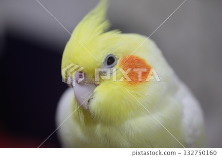 cockatiel 132750160