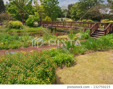名古屋港野花園的春天:一座橫跨溪流的小橋,周圍環繞著藍帽花。 名古屋港野花園的春天:一座橫跨溪流的小橋,周圍環繞著藍帽花。 132750225