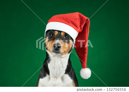 portrait of a basenji dog in a Santa hat portrait of a basenji dog in a Santa hat 132750358