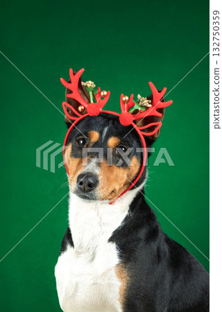 portrait of Basenji dog in Christmas antlers of deer on green background 132750359