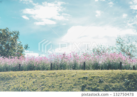 在公園裡的波斯菊 在公園裡的波斯菊 132750478