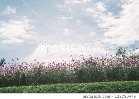 在公園裡的波斯菊 在公園裡的波斯菊 132750479