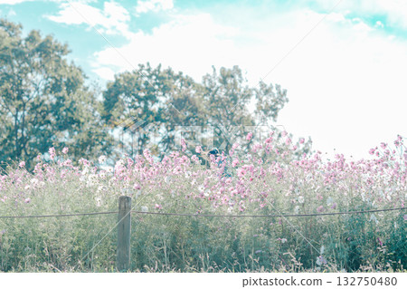 在公園裡的波斯菊 在公園裡的波斯菊 132750480