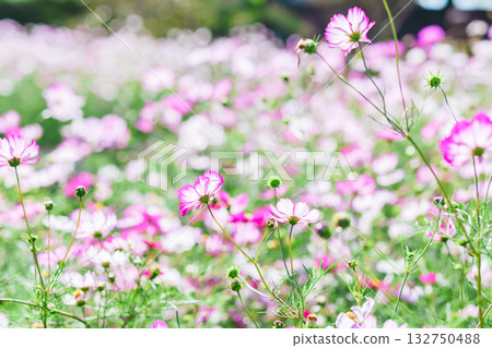 在公園裡的波斯菊 132750488