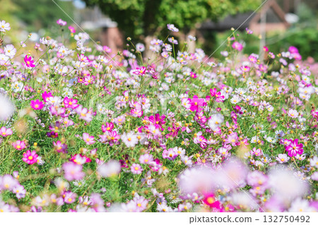 在公園裡的波斯菊 在公園裡的波斯菊 132750492