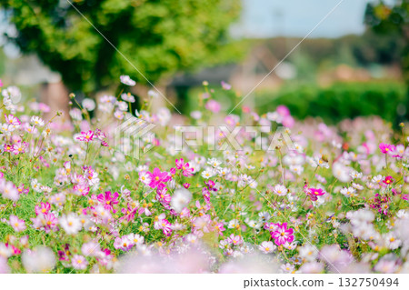 在公園裡的波斯菊 132750494