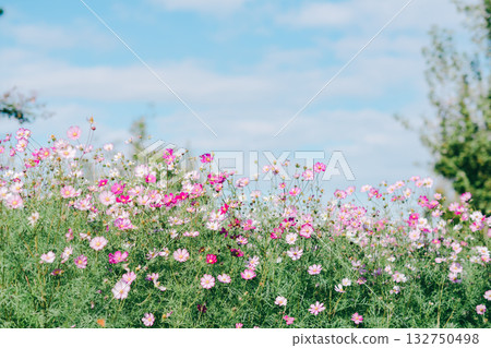 在公園裡的波斯菊 在公園裡的波斯菊 132750498