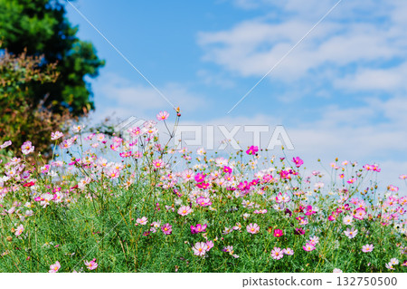 在公園裡的波斯菊 132750500