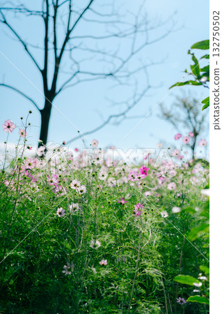 在公園裡的波斯菊 132750502