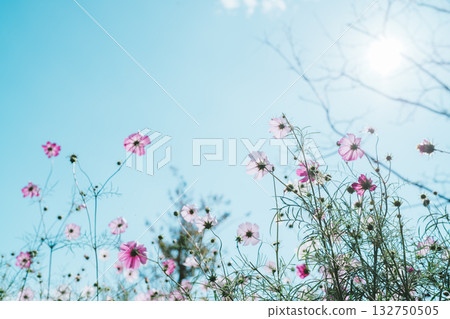 在公園裡的波斯菊 132750505