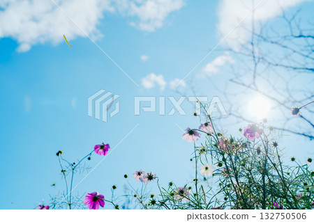 在公園裡的波斯菊 在公園裡的波斯菊 132750506