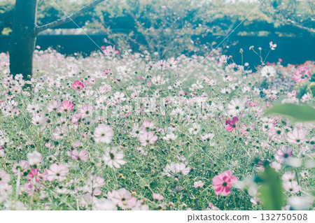 Cosmos field in the park 132750508