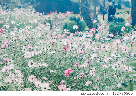 在公園裡的波斯菊 在公園裡的波斯菊 132750509