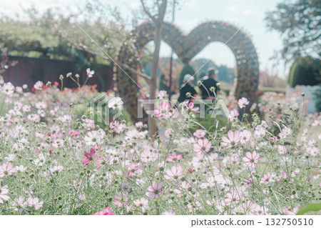Cosmos field in the park 132750510