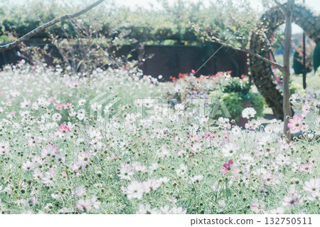 Cosmos field in the park 132750511