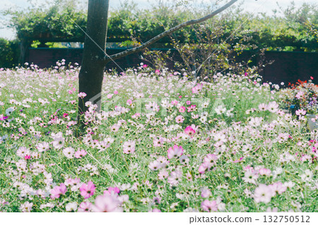 Cosmos field in the park 132750512