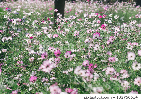 Cosmos field in the park 132750514