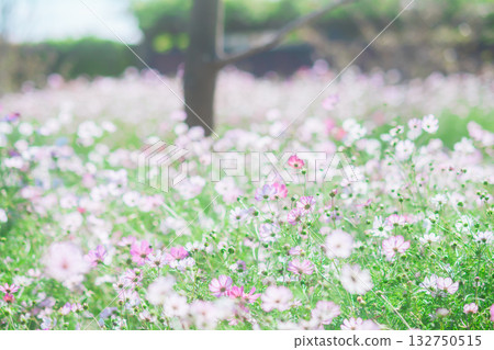 Cosmos field in the park 132750515