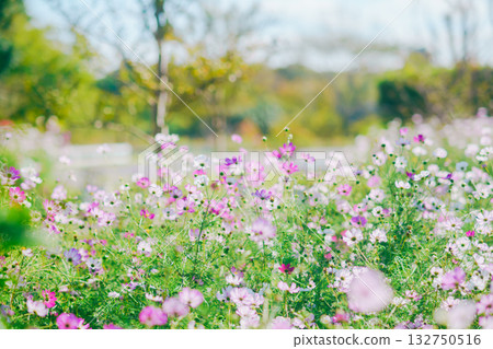 Cosmos field in the park 132750516