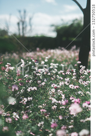 在公園裡的波斯菊 在公園裡的波斯菊 132750518