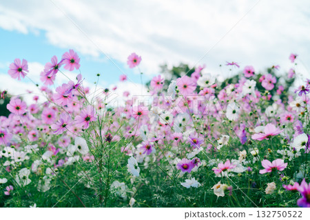 在公園裡的波斯菊 在公園裡的波斯菊 132750522